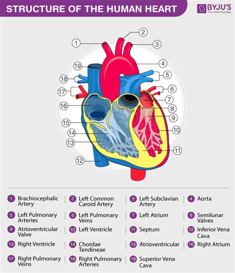 heart diagram  labels  detailed explanation