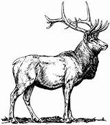 Elk Drawing Head Clipart Coloring Deer Getdrawings Webstockreview Dmca Complaint Favorite Add sketch template