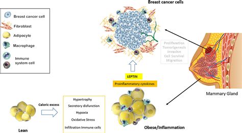 frontiers obesity and breast cancer role of leptin