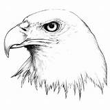 Eagle Drawing Head Tattoo Realistic Easy Bald Drawings Line Tattoos Eagles Sketches Designs Findtattoodesign Draw Pencil Paintingvalley Nice Color Aigle sketch template