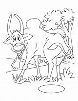Ox Coloring Pages Attacking Dare Dont Back Horn Long Sheets Bestcoloringpages sketch template