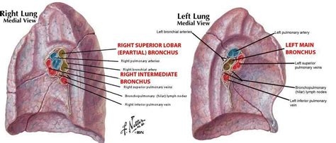 Hilum Of Lungs Lunges Lung Anatomy Bronchopulmonary