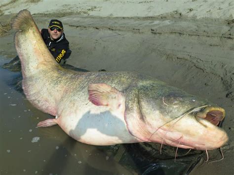 world biggest catfish
