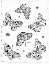 Coloring Pages Butterflies Adult Butterfly Planerium Printable Login Six sketch template