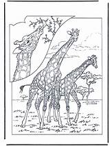 Jirafa Giraffe Zoologico Malebog Giraffa Zoológico Jetztmalen Kleurplaten Malesider Dierentuin Malvorlagen Advertentie Anzeige Publicité Pubblicità sketch template