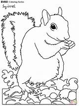 Squirrel Coloring Pages Gray Eastern Grey Squirrels Cartoon Printable Supercoloring Tree Color Drawing Colorings Getcolorings Getdrawings Mammals Depositphotos Print sketch template