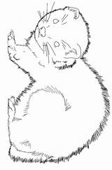 Ferret Coloring Pages Color Animal Animals Designlooter sketch template