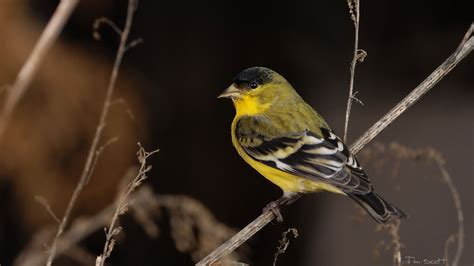 animal goldfinch hd wallpaper  tim scott