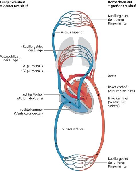 arbeitsblatt atmung und blutkreislauf anatomie lernen ausbildung