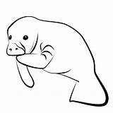 Manatee Clipart Clip Drawing Coloring Yes Clipartion Mine Manate Clipartbest Clipartmag Clipground Aswell Wikiclipart Projects Cliparts Sodium sketch template