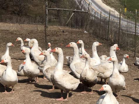 toulouse geese for sale waterfowl hatchery cackle hatchery®