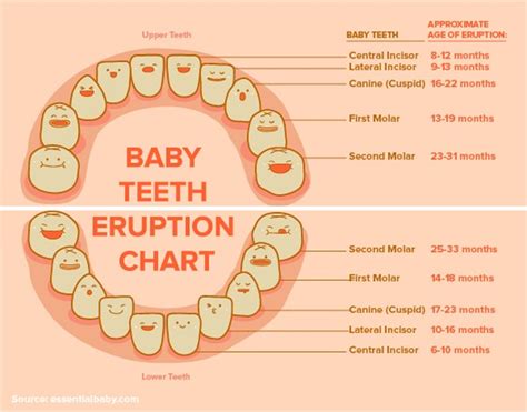 printable tooth chart