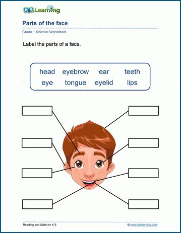 parts   face worksheet  learning