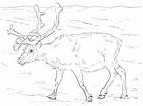 Coloring Reindeer Pages Svalbard Norway Printable Animals Deers Realistic Color sketch template
