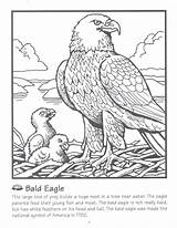 Eagle Coloring Nest Kids Facts Bald Pages Crafts Science Color Activities Sheets Colouring Craft Union Credit Animals Printable Youth Month sketch template