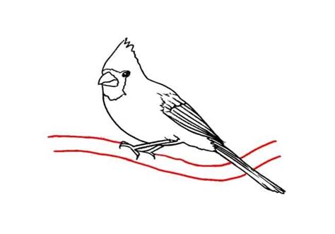 draw  cardinal part  easy animals  draw   drawings
