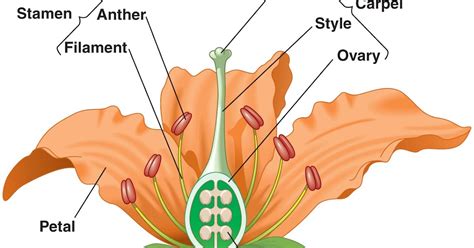 Biology Reproduction In Flowering Plants