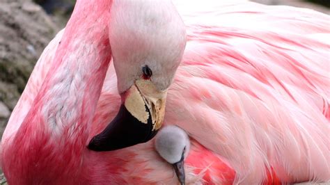 andean flamingos lay eggs for first time since 2003 charity says fox