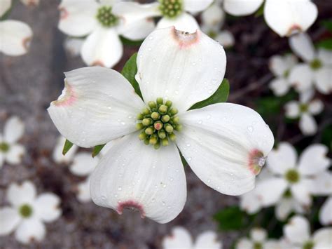 spring dogwood  bloom birds  blooms