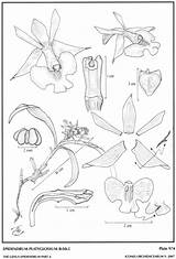 Epidendrum Rchb 1876 Arbuscula Subgroup Group sketch template