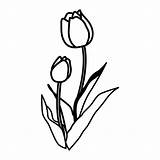 Ausmalen Fensterbilder Osterglocken Kostenlose Tulpe Tulpen Blume Malvorlage Kinderbilder sketch template