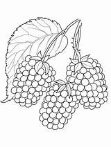 Blackberry Brombeere Fruit Buahan Buah Ausmalbild Mewarna Amoras Colorir Bayi Ausmalbilder Mora Kategorien sketch template