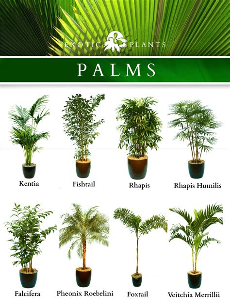cool types  outdoor plants  names ideas
