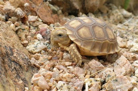 pets tortoise