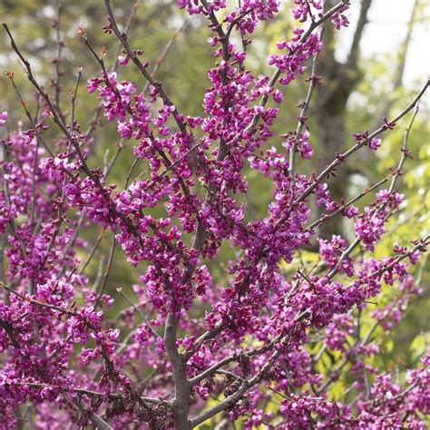 buy forest pansy redbud  flowering trees bay gardens