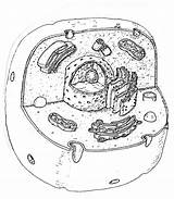 Blank Diagram Animal Cell Cells Eukaryotic Drawing Coloring Respiration Worksheet Photosynthesis Organelles Prokaryotic Sketch Ribosomes Template Eukaryote Getdrawings Plant Worksheeto sketch template