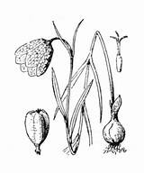 Orientalis Fritillaria Altervista Luirig sketch template