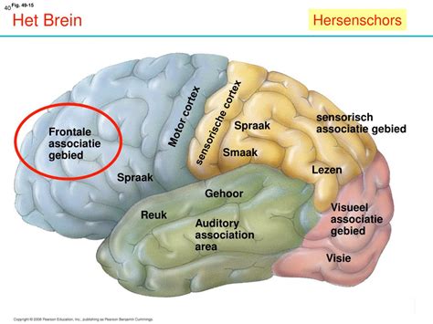 zenuwstelsel hersenen powerpoint    id