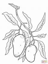 Mango Drawing Coloring Pages Printable Branch sketch template