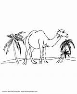 Coloring Camel Pages Wild Desert Animal Animals Honkingdonkey Kids Print Sheet sketch template