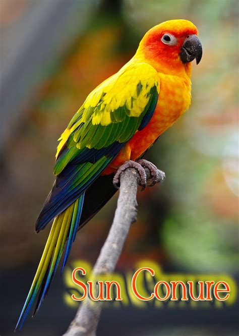 quiet cornerlovely sun conure parrot quiet corner