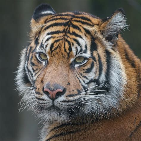 premium photo sumatran tiger