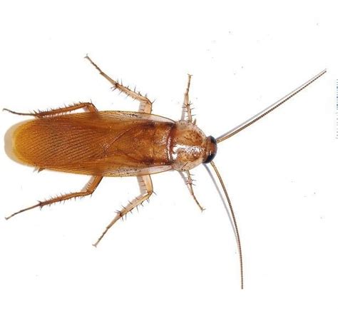 cockroach pest control phoenix metro area