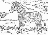 Zebra Colouring sketch template