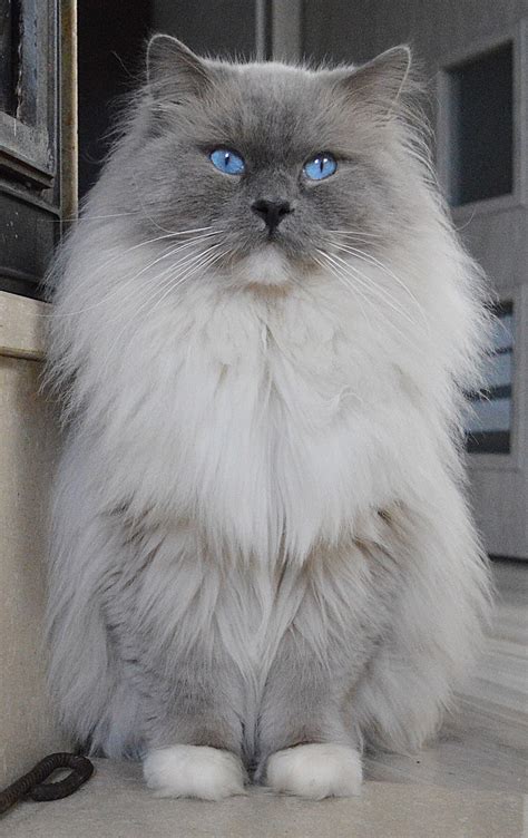 ragdoll blue mitted cat  photo  pixabay pixabay
