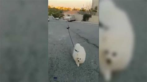 video man  drone  walk  dog practice social distancing