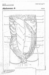 Abdomen 2310 Objectives Msudenver Abdominal Thigh Muscle Pelvis sketch template