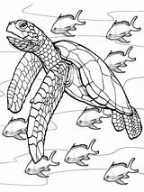 Schildpad Colorare Tartaruga Het Pesci Tartarughe Leukekleurplaten Turtles Disegno Coloringpage Mandala Zeeschildpad één Kampioen sketch template