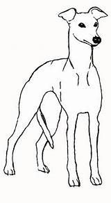 Whippet Greyhound Whippets Dogs sketch template