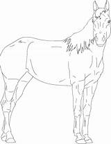 Horse Quarter Pages Coloring Template Getdrawings sketch template