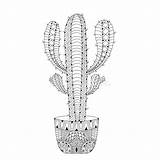Kaktus Vektorillustration Gezeichneter Entwurf Mexikanische Zentangle Nahtloses sketch template