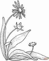 Daisy Coloring Pages Printable Gerbera Flower Daisies Flowers Supercoloring Color Pattern Drawing Version Click Book Plants Camomile Colouring Magic Print sketch template