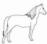 Morgan Coloring Horse Pages sketch template