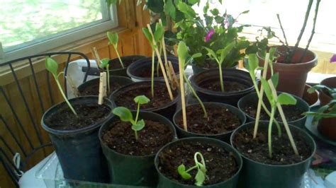 growing zucchini cucumber indoors hardening seedlings youtube