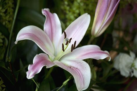 grow  care  star gazer lilies