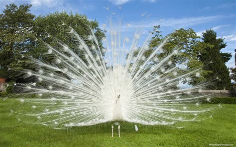 download wallpaper of white peacock gallery